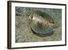 Flying Gurnard (Dactylopterus Volitans)-Stephen Frink-Framed Photographic Print