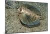 Flying Gurnard (Dactylopterus Volitans)-Stephen Frink-Mounted Photographic Print