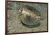 Flying Gurnard (Dactylopterus Volitans)-Stephen Frink-Framed Photographic Print