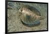 Flying Gurnard (Dactylopterus Volitans)-Stephen Frink-Framed Photographic Print