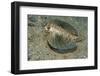 Flying Gurnard (Dactylopterus Volitans)-Stephen Frink-Framed Photographic Print