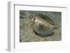 Flying Gurnard (Dactylopterus Volitans)-Stephen Frink-Framed Photographic Print