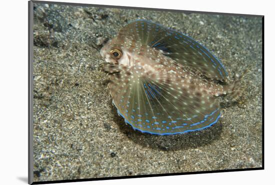 Flying Gurnard (Dactylopterus Volitans)-Stephen Frink-Mounted Photographic Print