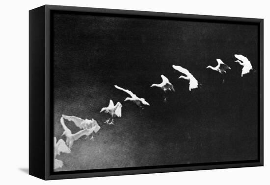 Flying Heron, 1886-Science Source-Framed Stretched Canvas
