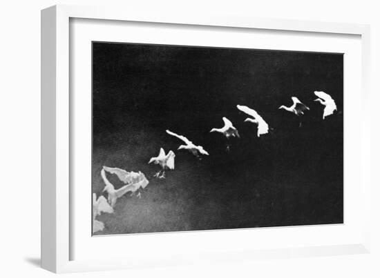Flying Heron, 1886-Science Source-Framed Giclee Print