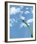 Flying High-Andreas Stridsberg-Framed Giclee Print