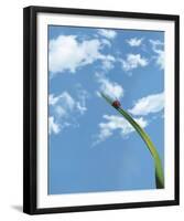 Flying High-Andreas Stridsberg-Framed Giclee Print