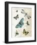 Flying High-Marion Mcconaghie-Framed Art Print