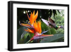 Flying Hummingbird At A Strelitzia Flower-henner-Framed Art Print