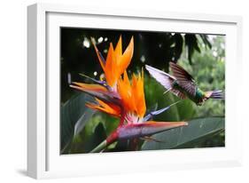 Flying Hummingbird At A Strelitzia Flower-henner-Framed Art Print