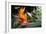 Flying Hummingbird At A Strelitzia Flower-henner-Framed Art Print