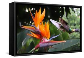 Flying Hummingbird At A Strelitzia Flower-henner-Framed Stretched Canvas