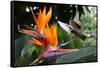 Flying Hummingbird At A Strelitzia Flower-henner-Framed Stretched Canvas