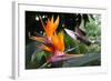 Flying Hummingbird At A Strelitzia Flower-henner-Framed Art Print