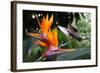 Flying Hummingbird At A Strelitzia Flower-henner-Framed Art Print