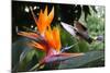 Flying Hummingbird At A Strelitzia Flower-henner-Mounted Art Print