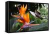 Flying Hummingbird At A Strelitzia Flower-henner-Framed Stretched Canvas