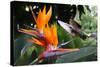 Flying Hummingbird At A Strelitzia Flower-henner-Stretched Canvas