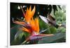 Flying Hummingbird At A Strelitzia Flower-henner-Framed Art Print