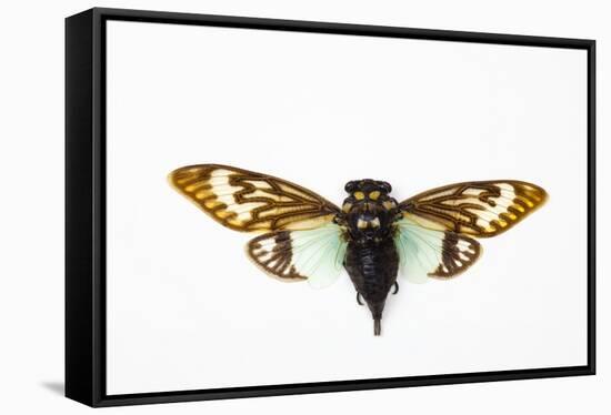 Flying Insect from Asia in the Cicada Family on White Background-Darrell Gulin-Framed Stretched Canvas