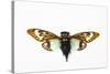 Flying Insect from Asia in the Cicada Family on White Background-Darrell Gulin-Stretched Canvas