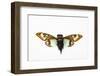 Flying Insect from Asia in the Cicada Family on White Background-Darrell Gulin-Framed Photographic Print