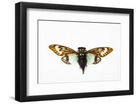 Flying Insect from Asia in the Cicada Family on White Background-Darrell Gulin-Framed Photographic Print