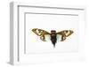 Flying Insect from Asia in the Cicada Family on White Background-Darrell Gulin-Framed Photographic Print