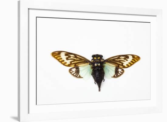 Flying Insect from Asia in the Cicada Family on White Background-Darrell Gulin-Framed Photographic Print