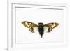 Flying Insect from Asia in the Cicada Family on White Background-Darrell Gulin-Framed Photographic Print