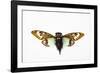 Flying Insect from Asia in the Cicada Family on White Background-Darrell Gulin-Framed Photographic Print