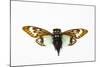 Flying Insect from Asia in the Cicada Family on White Background-Darrell Gulin-Mounted Photographic Print