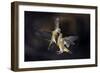 Flying Kiss 11-Marco Redaelli-Framed Giclee Print
