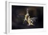 Flying Kiss 11-Marco Redaelli-Framed Giclee Print