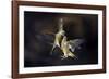 Flying Kiss 11-Marco Redaelli-Framed Giclee Print