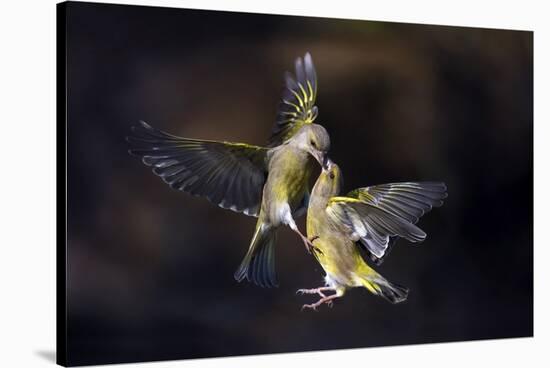 Flying Kiss 11-Marco Redaelli-Stretched Canvas