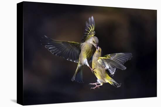 Flying Kiss 11-Marco Redaelli-Stretched Canvas