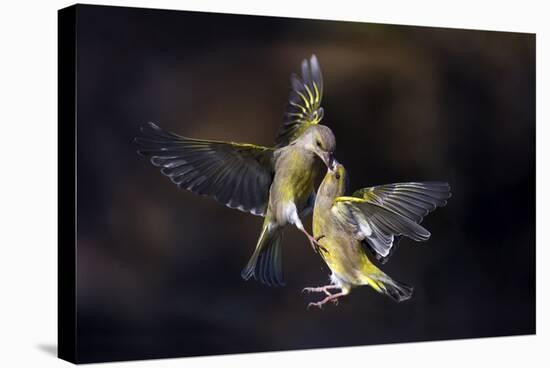 Flying Kiss 11-Marco Redaelli-Stretched Canvas