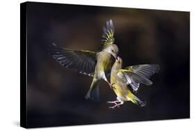 Flying Kiss 11-Marco Redaelli-Stretched Canvas
