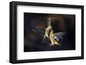 Flying Kiss 11-Marco Redaelli-Framed Photographic Print