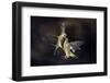 Flying Kiss 11-Marco Redaelli-Framed Photographic Print