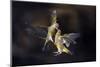 Flying Kiss 11-Marco Redaelli-Mounted Photographic Print