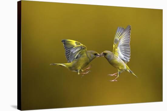 Flying Kiss-Marco Redaelli-Stretched Canvas