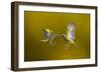 Flying Kiss-Marco Redaelli-Framed Photographic Print