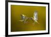 Flying Kiss-Marco Redaelli-Framed Photographic Print