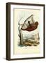 Flying Lemur, 1863-79-Raimundo Petraroja-Framed Giclee Print