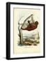 Flying Lemur, 1863-79-Raimundo Petraroja-Framed Giclee Print