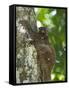 Flying Lemur (Gliding Lemur) (Galeopterus Variegates) in Bako National Park Near Kuching-Louise Murray-Framed Stretched Canvas