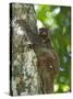 Flying Lemur (Gliding Lemur) (Galeopterus Variegates) in Bako National Park Near Kuching-Louise Murray-Stretched Canvas