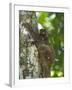 Flying Lemur (Gliding Lemur) (Galeopterus Variegates) in Bako National Park Near Kuching-Louise Murray-Framed Photographic Print